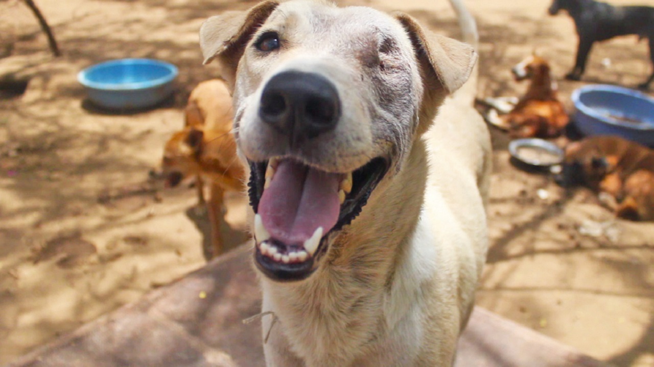 Cane ferito all'occhio in un incidente