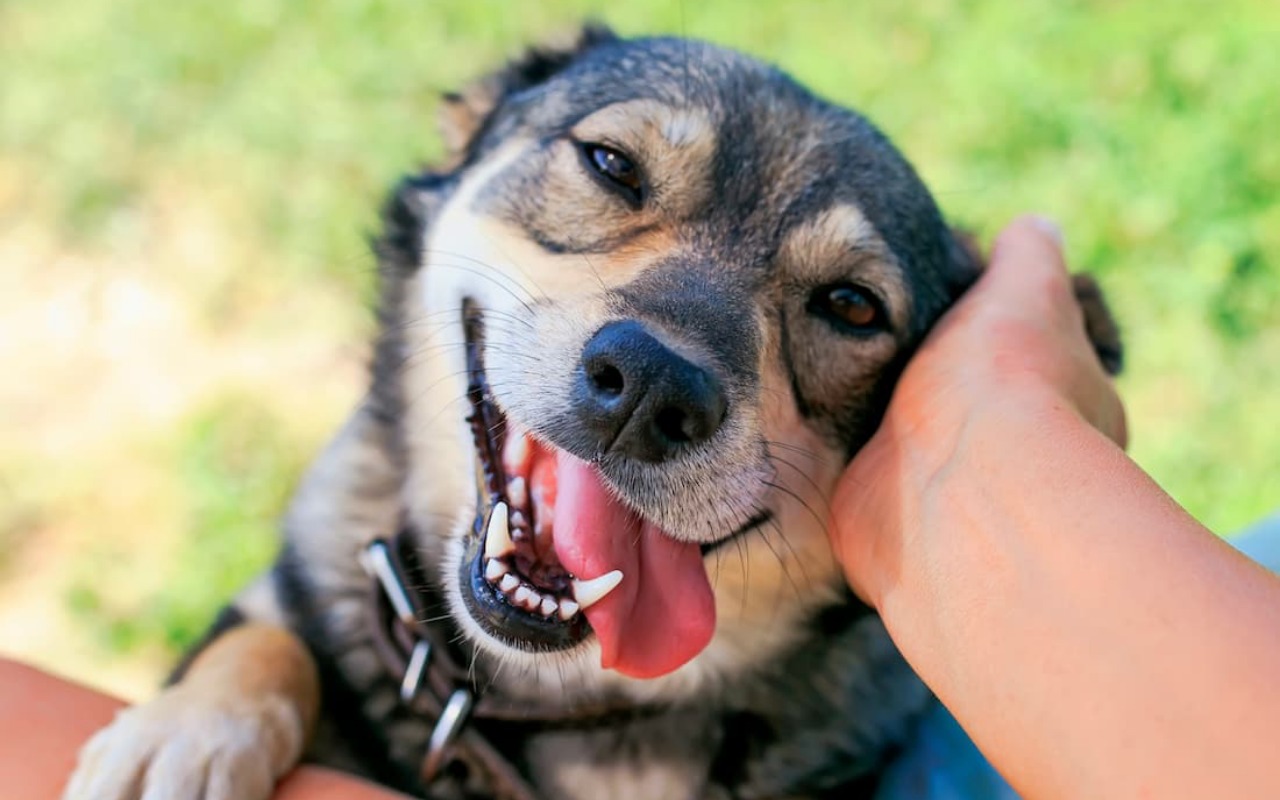 cane con la lingua di fuori