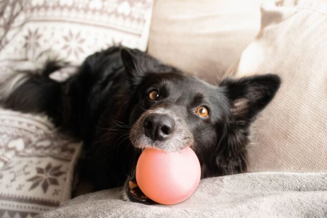 Un cane ha davvero bisogno di giocare o non vale per tutti?