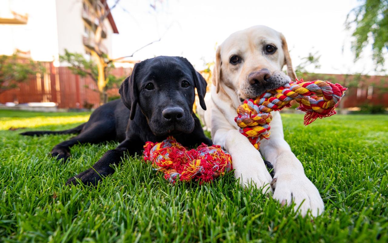 cuccioli con dei giochi in bocca