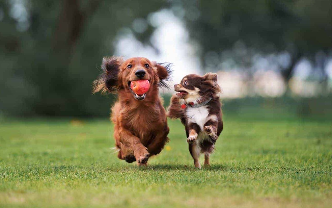 cani che corrono sul prato