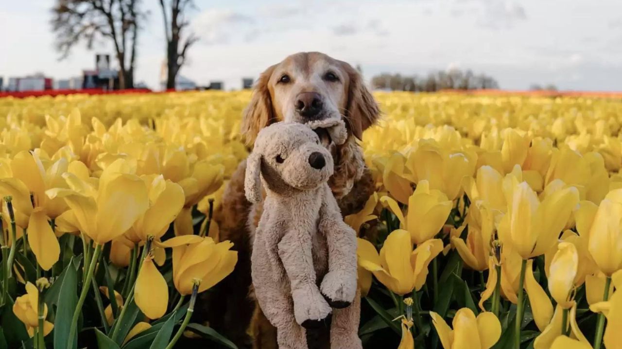 cane con peluche