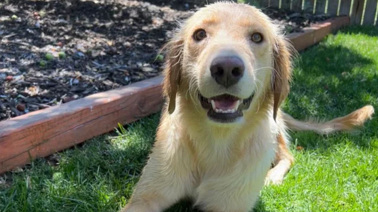 cane che guarda nell'obiettivo