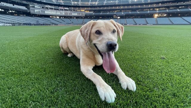 Cane mascotte dei Seattle Mariners: Tucker doveva essere soppresso