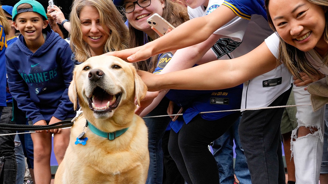 Cane mascotte dei Seattle Mariners