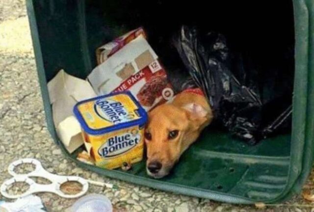 cane nella spazzatura