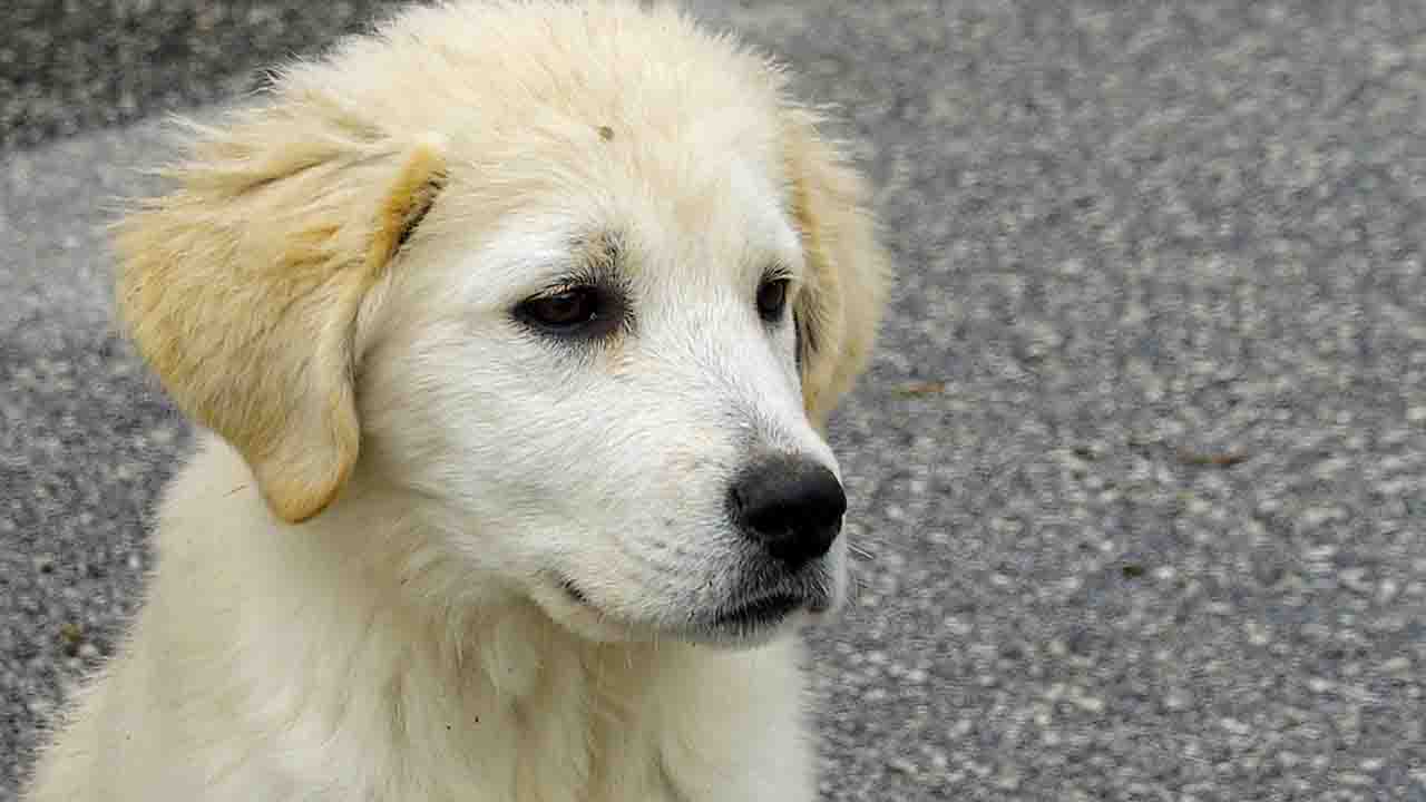 Cucciolo dal mantello bianco