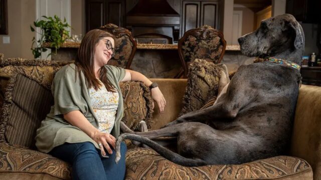Cane più grande del mondo vola sul ponte dell’arcobaleno per un tumore osseo