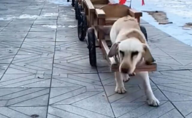 Sì, siamo sicuri che questi cani dotati di carretto vi lasceranno a bocca aperta (VIDEO)