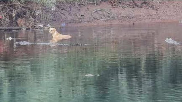 Cane in difficoltà nel fiume