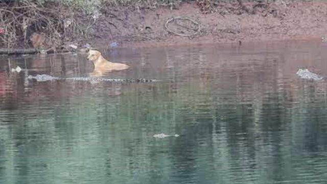 Cane randagio in difficoltà nel fiume: i coccodrilli lo salvano spingendolo a riva