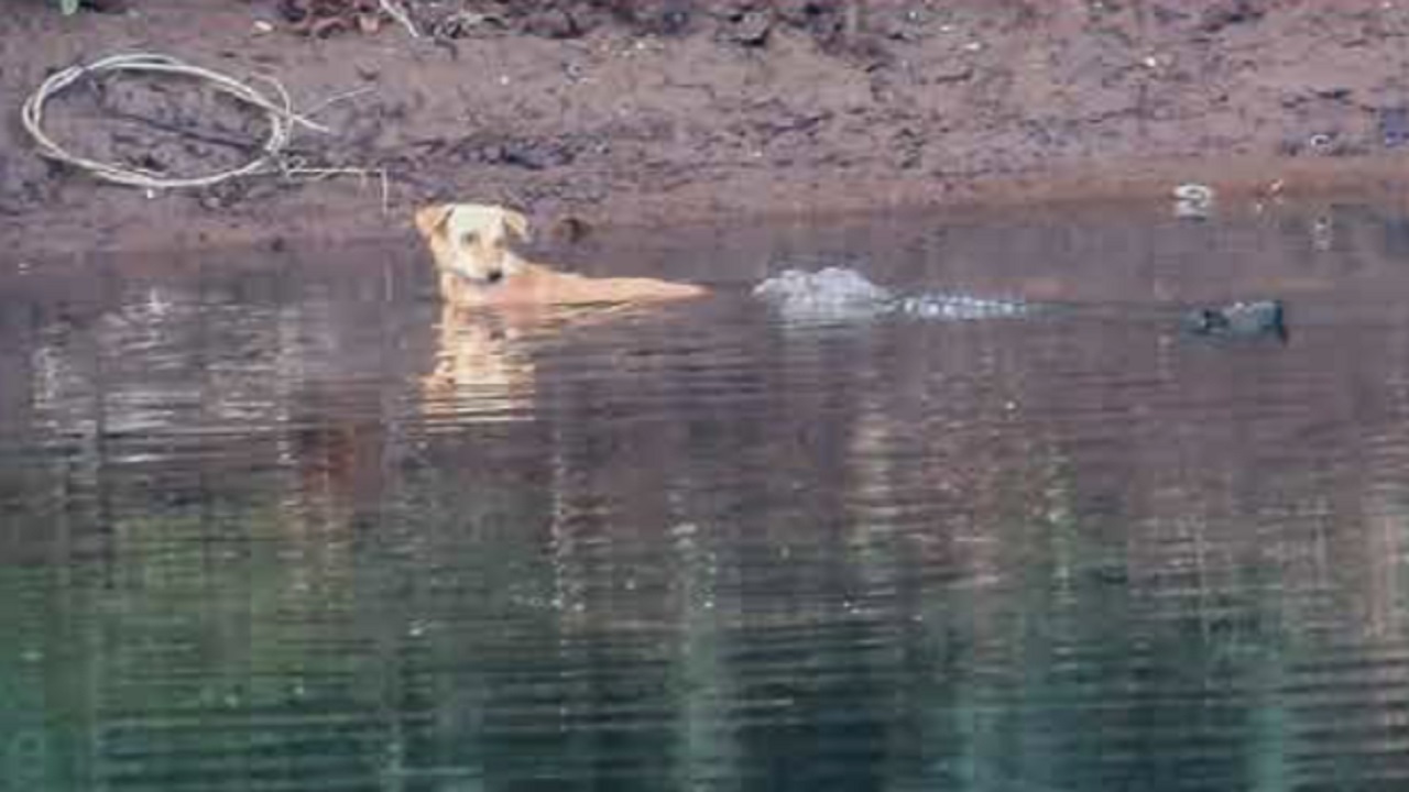 Cane aiutato dai coccodrilli