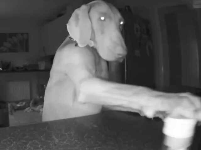 Un vero criminale: la videocamera di sicurezza cattura questo cane durante le sue malefatte