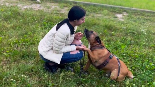 Cane ritrova la famiglia lasciata un anno e mezzo fa a causa della guerra in Ucraina