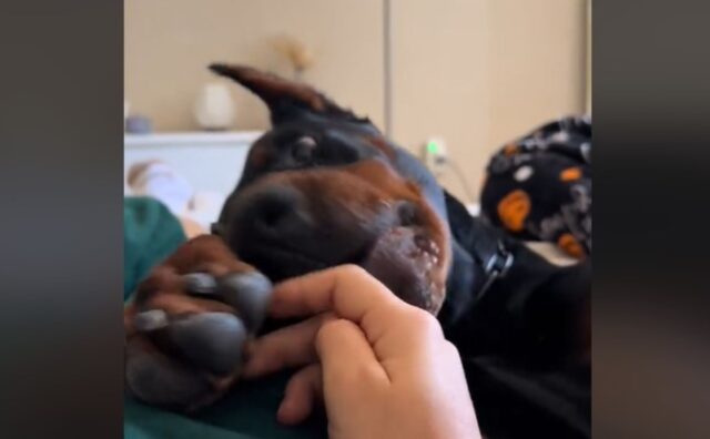 Voleva fare una foto tenerissima con il suo Dobermann, ma lui è riuscito a rovinare il momento (VIDEO)