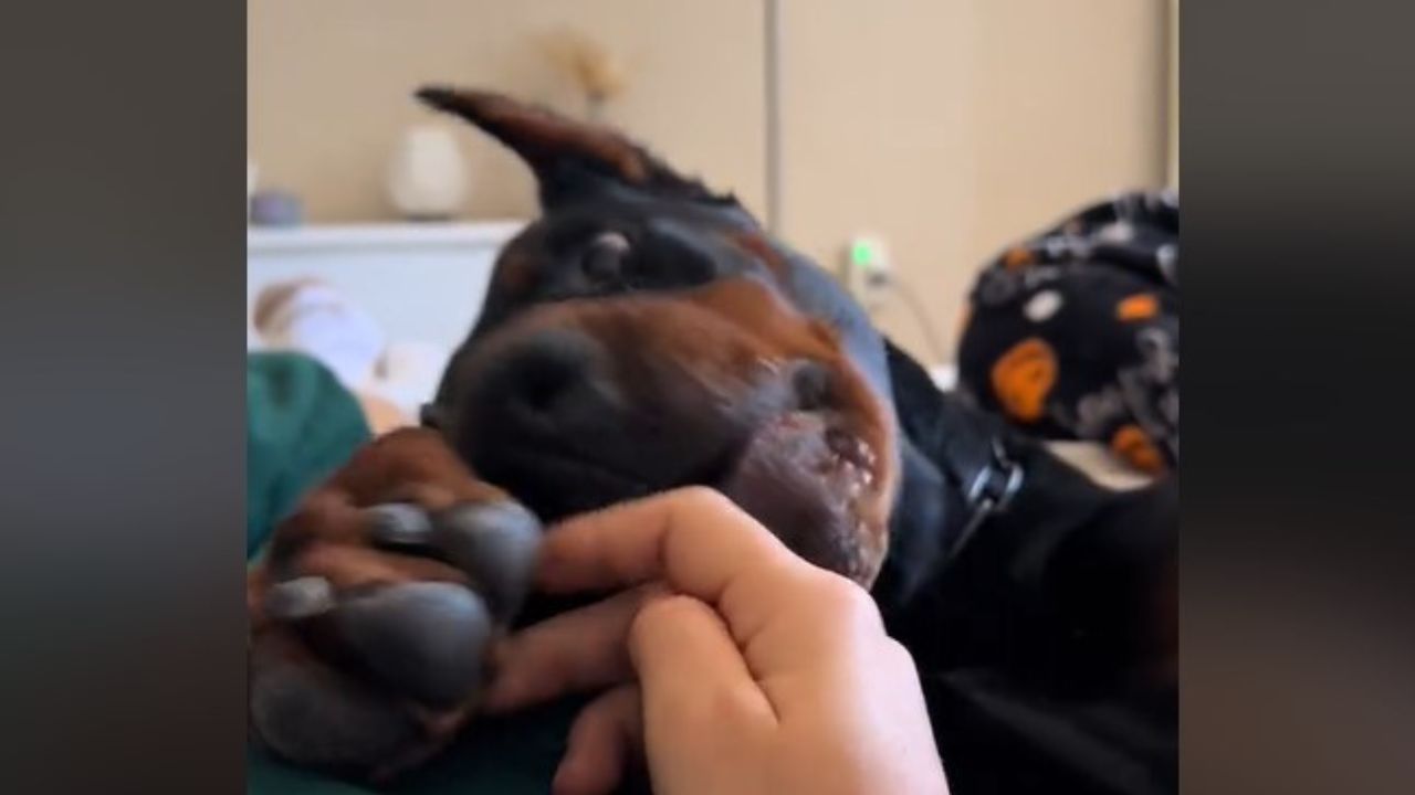 cane dobermann