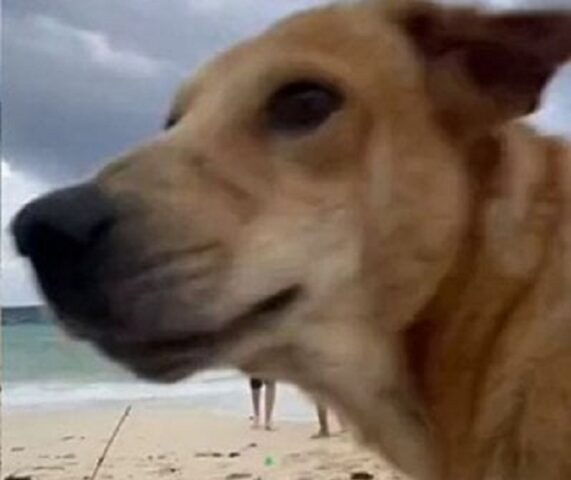 Cane rovina la proposta di matrimonio in spiaggia, facendo pipì sul telefonino che riprendeva la scena