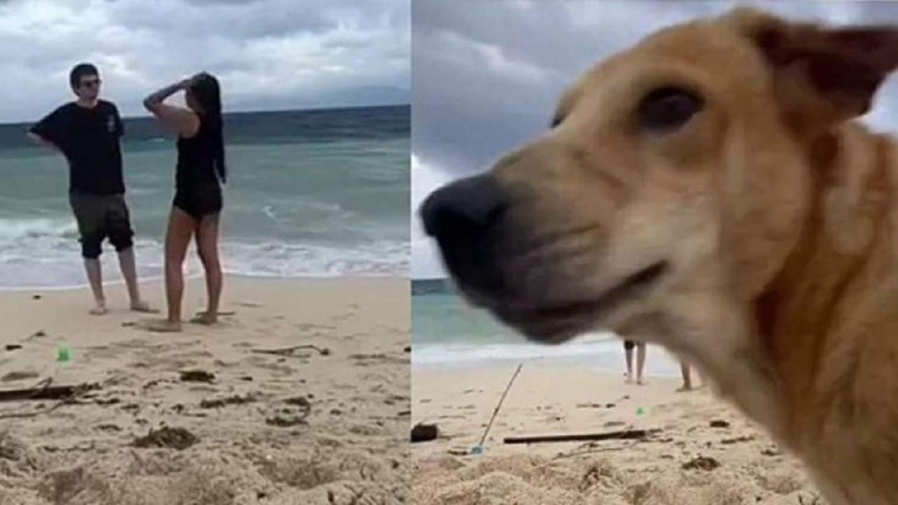 Cane in spiaggia durante la proposta