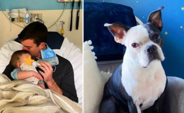 Il cane salva la vita alla bambina che aveva smesso di respirare durante la notte