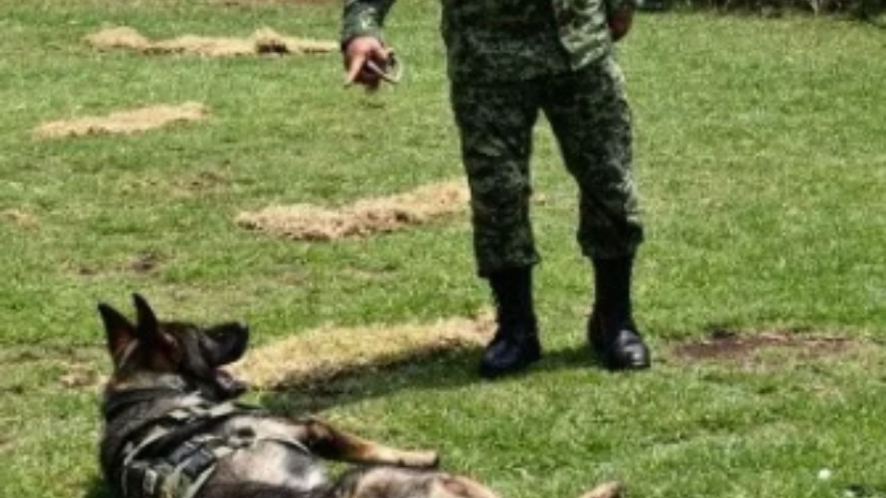 cane con militare