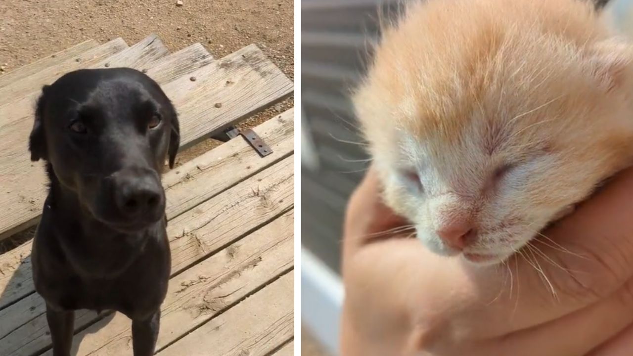 cane inquadrato dall'alto