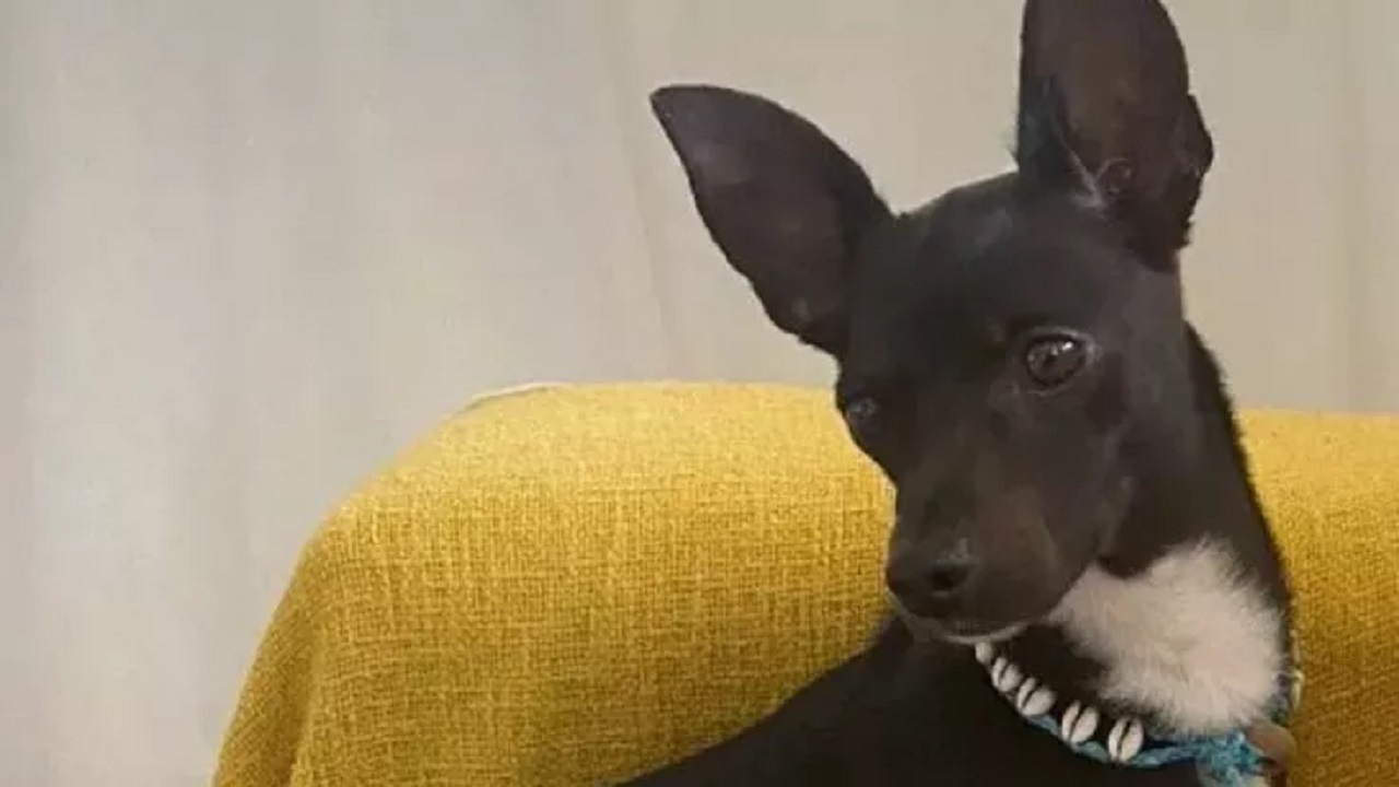 Cane nero con orecchie a punta