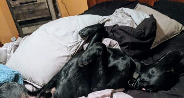 Cane nero sdraiato nel letto