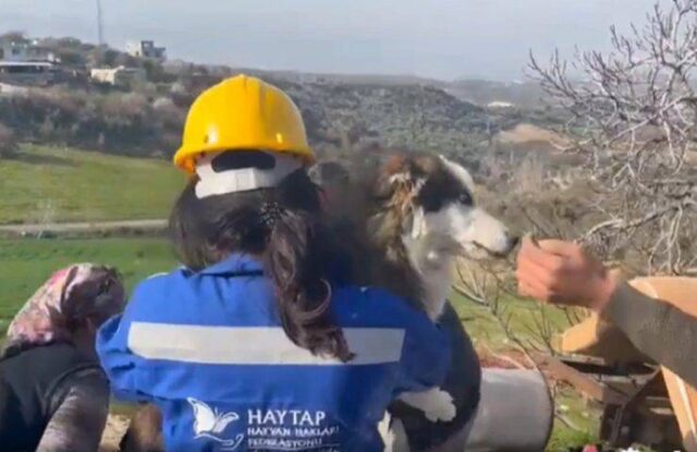 Cane sopravvissuto per 23 giorni sotto le macerie del terremoto