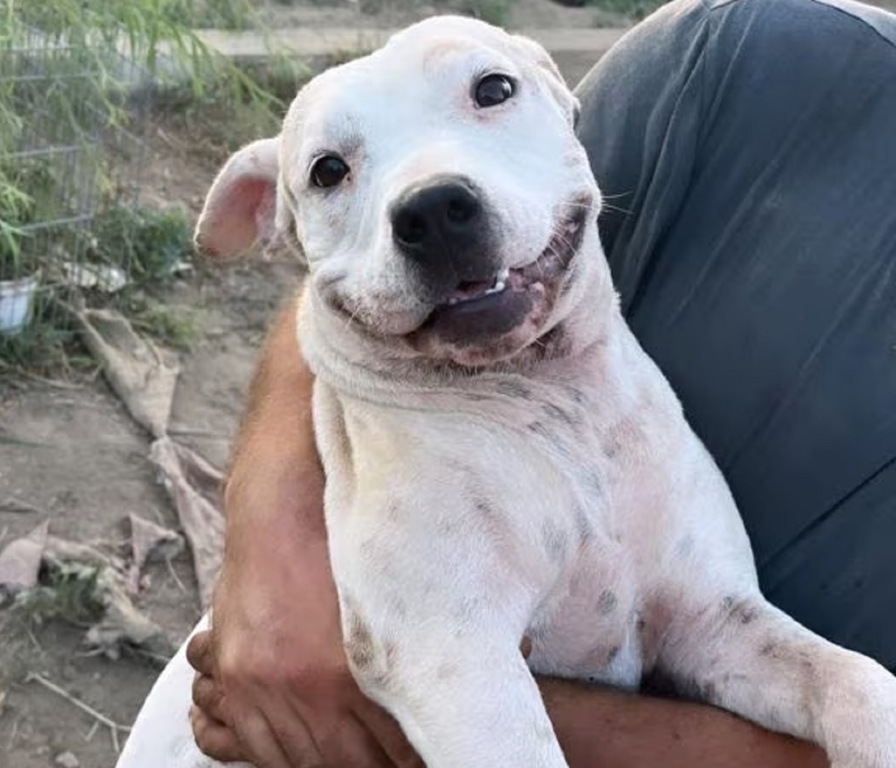 Cane sorridente in braccio