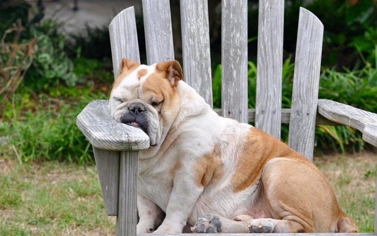 cane seduto su una sedia di legno
