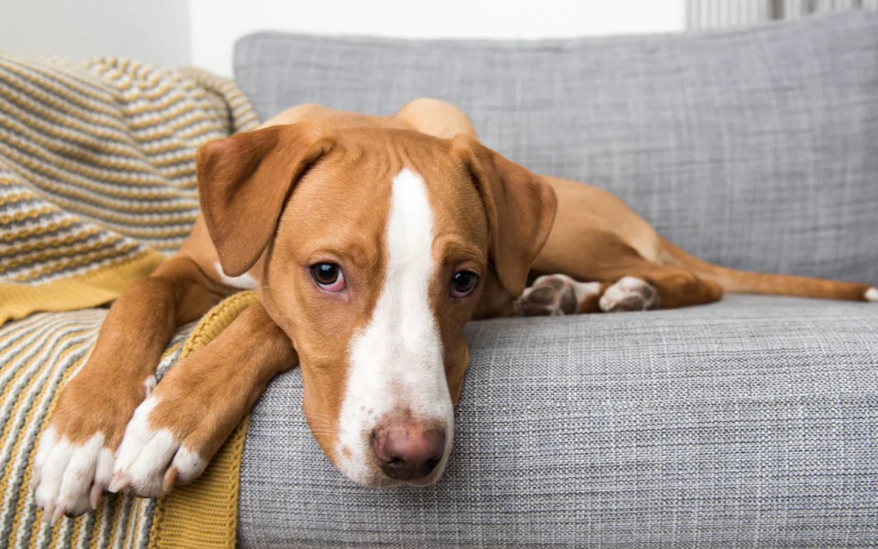 cane che riposa sul divano