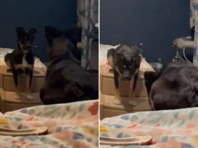 Il cane adottato da poco ha una strana reazione quando vede il suo riflesso allo specchio