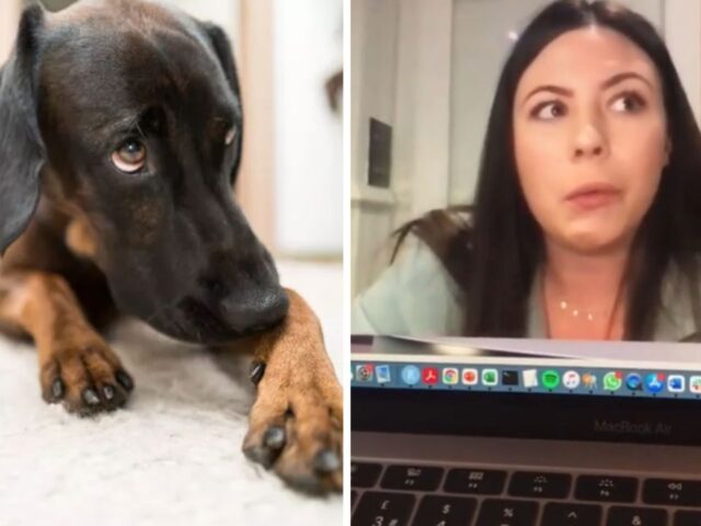 La mamma umana sta facendo un’importante presentazione, ma è il cane a non reggere l’emozione e a reagire in modo disgustoso