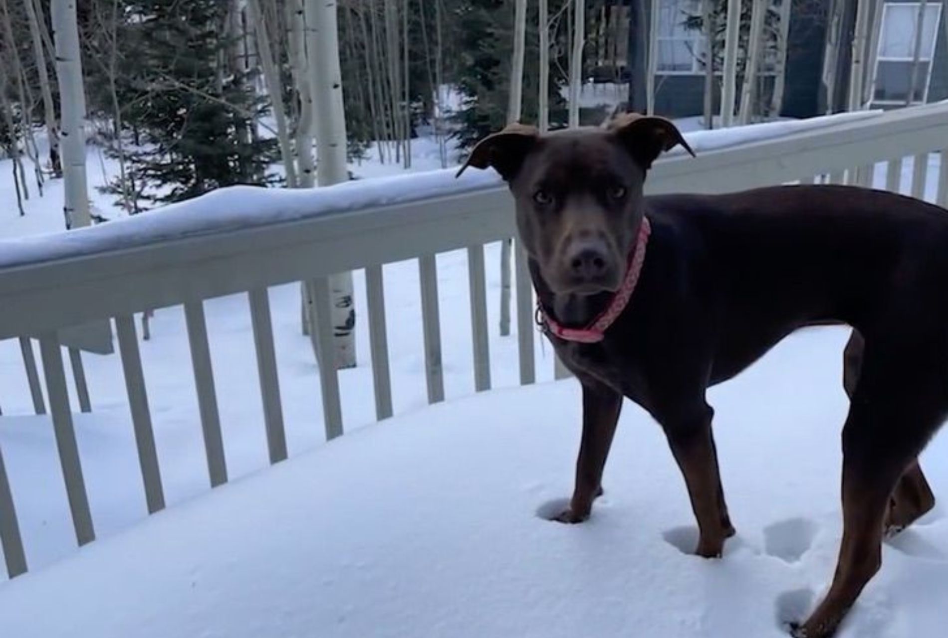 cane sulla neve