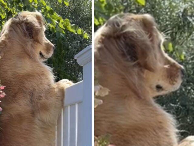 Il Golden Retriever capisce che i vicini stanno grigliando gli hamburger e decide che è il momento di farsi notare