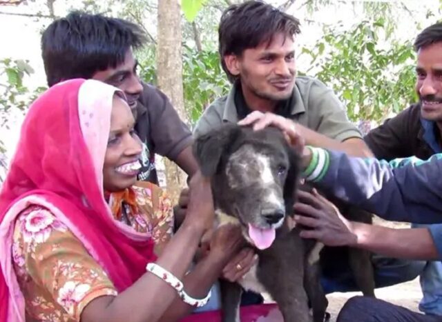 Cane trovato in un cantiere, voleva nascondersi dal mondo per la sofferenza che provava