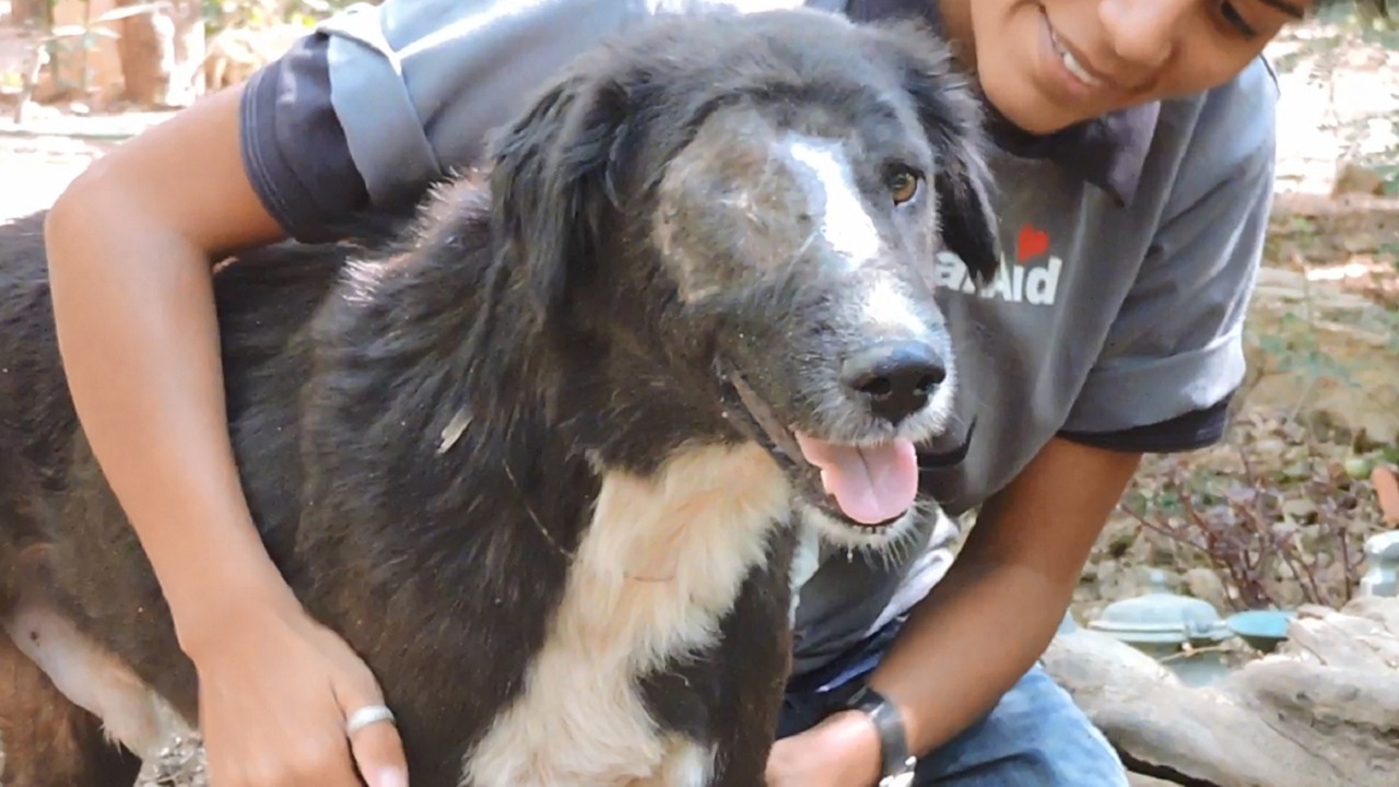 Cane con il volto rovinato