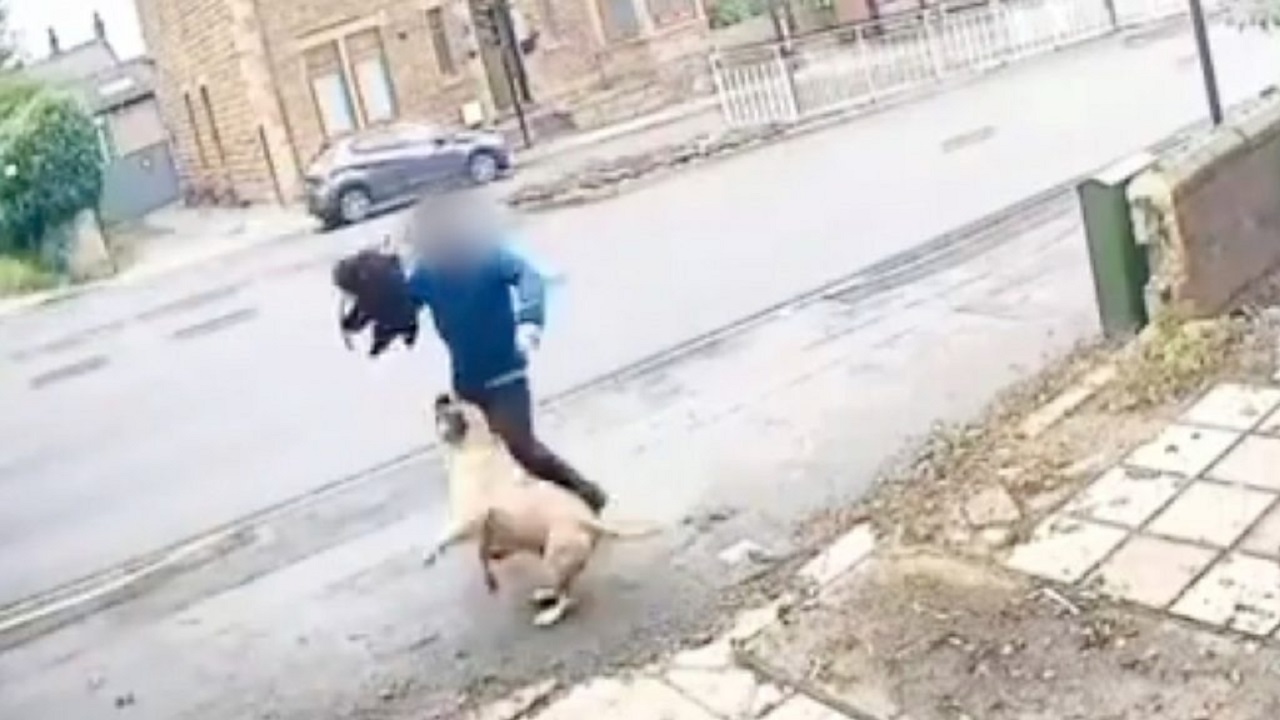 Cane in strada aggresdisce uomo