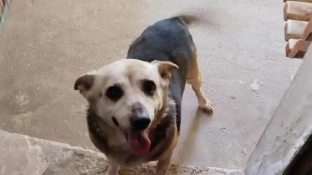 Cane vive nel box da quattro anni, da quando il proprietario è venuto a mancare