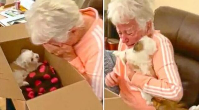 La nonna scoppia in lacrime quando apre il pacco e scopre di aver ricevuto un adorabile cucciolo di cane