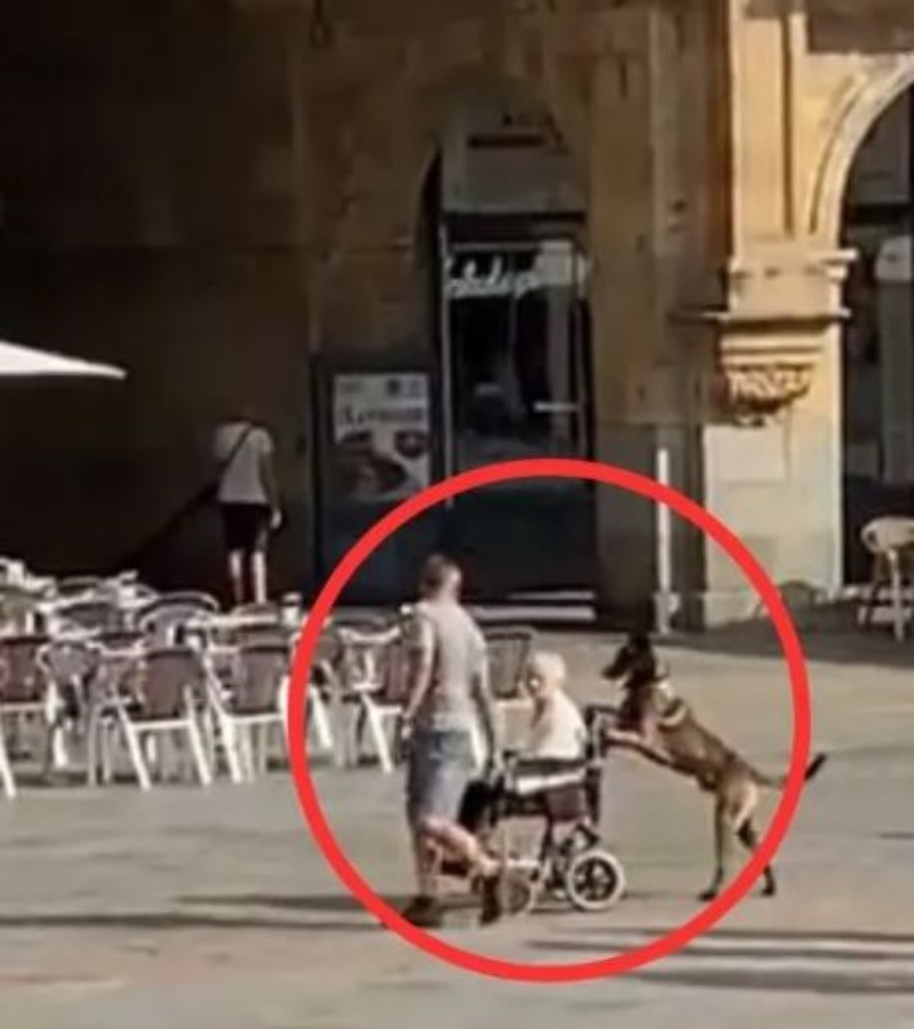 un cane a Salamanca