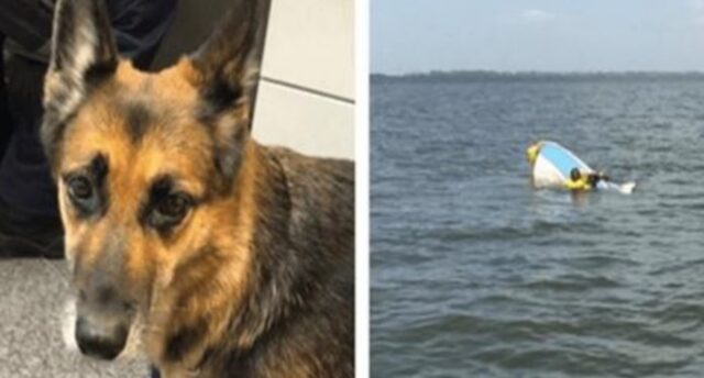 Il cane ha setacciato l’acqua per 11 ore per aiutare a salvare il proprietario dopo che la sua barca è affondata