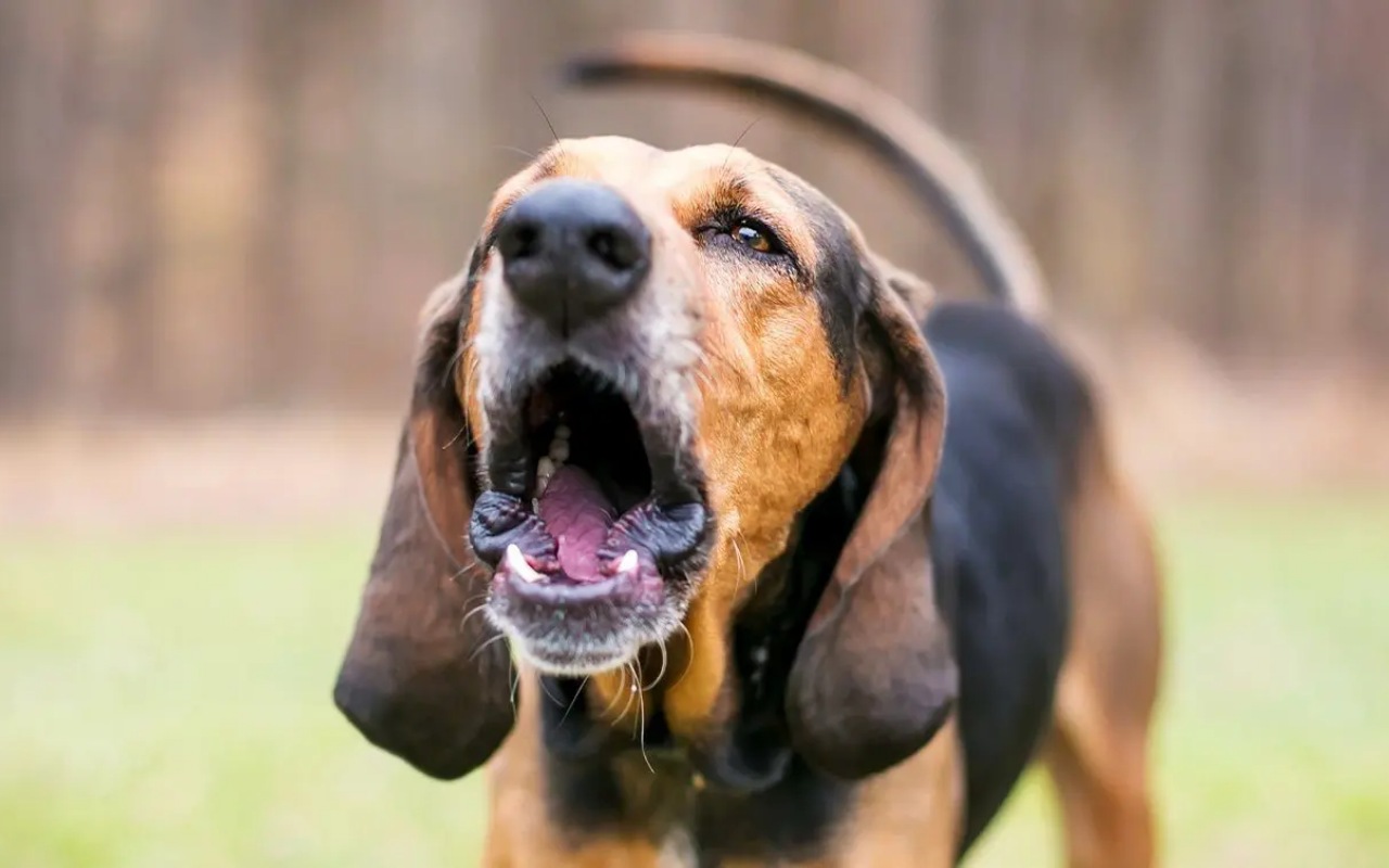 cane beagle che abbaia
