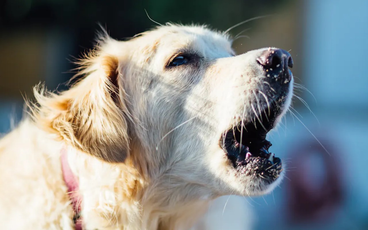 cane bianco che abbaia