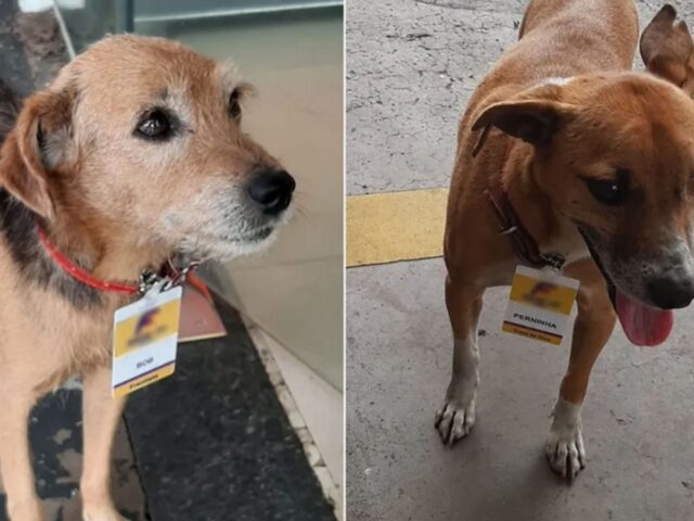 Erano randagi, adesso non gli manca più nulla: questi due cani hanno persino un lavoro