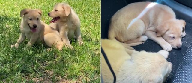 Cani nel giardino della casa fantasma: ecco la storia di Tempura e Panko