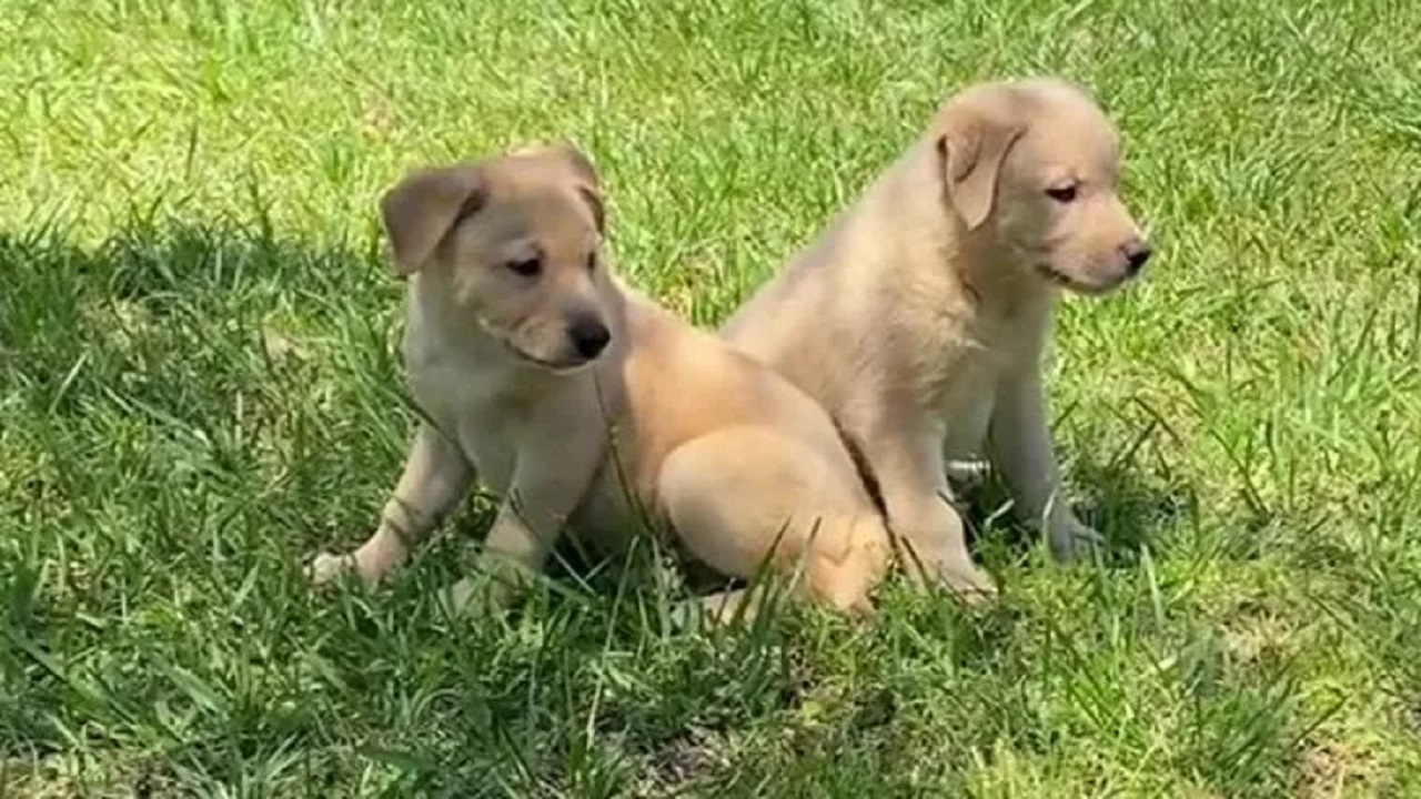 Cuccioli di cane color beige