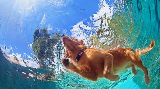 Tutti i cani possono nuotare o ci sono delle eccezioni?