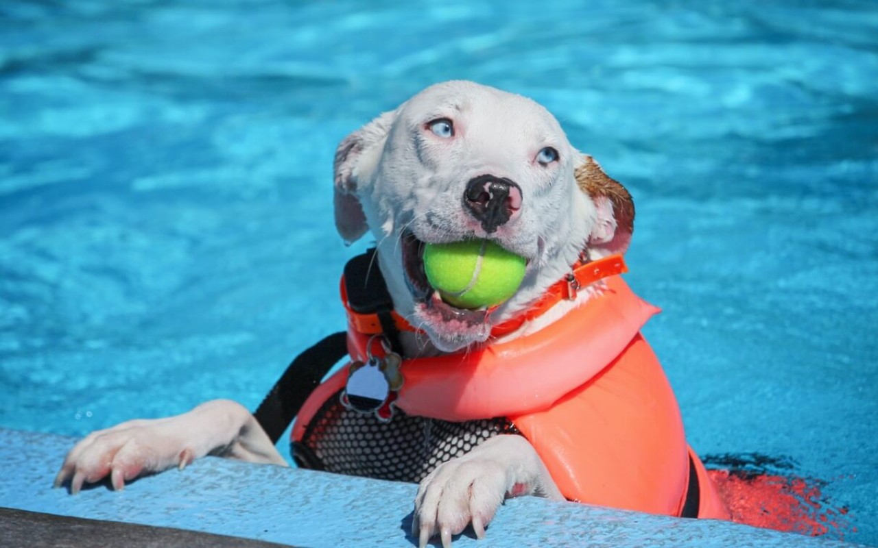 cane in piscina con il giubbotto salvagente
