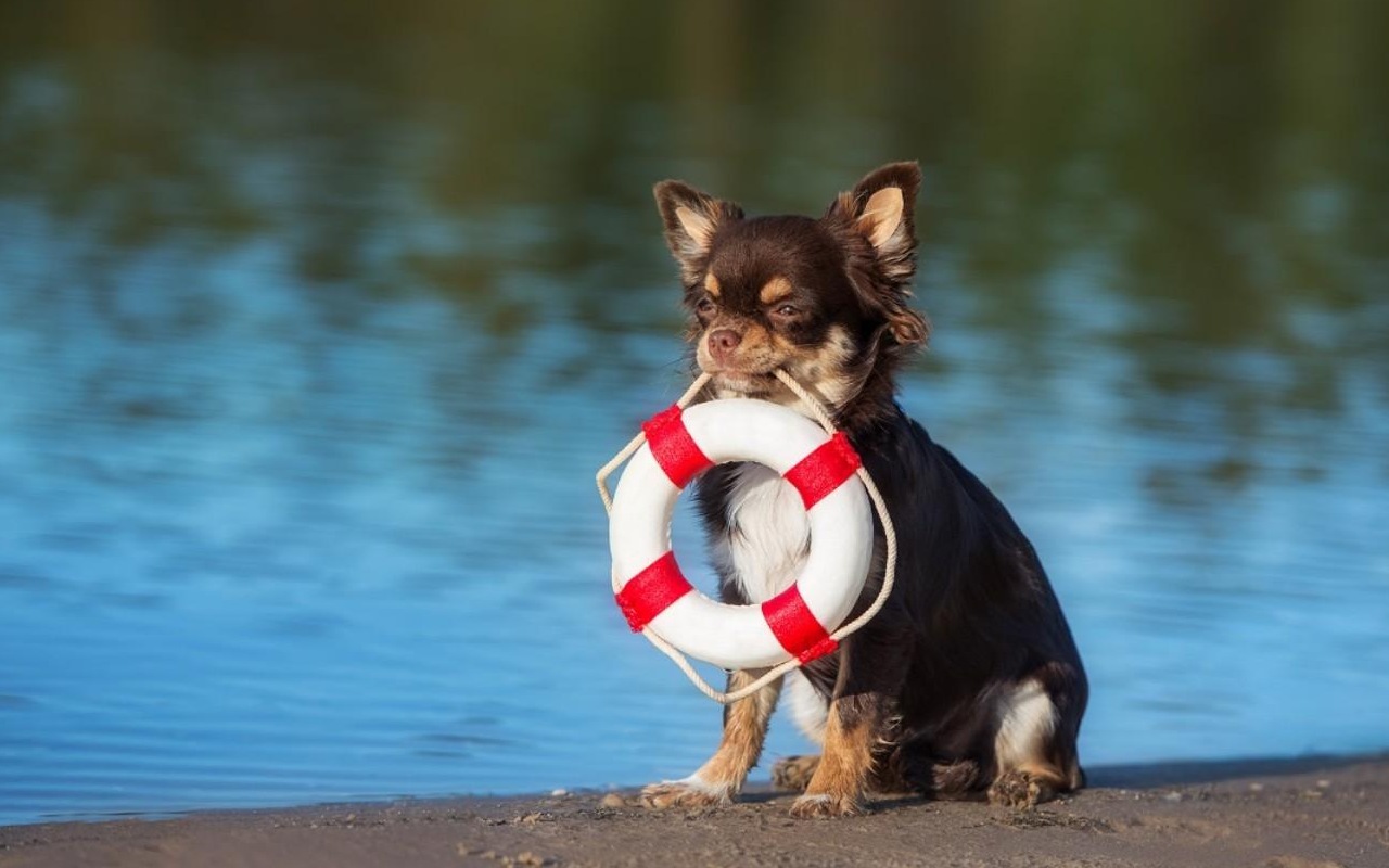 chihuahua in riva alla spiaggia